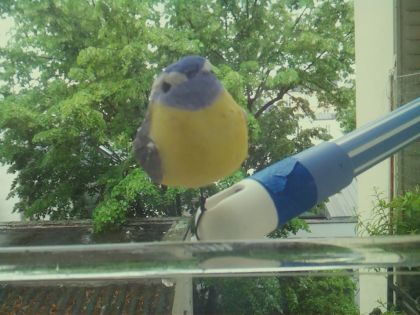bird_20260510_150850_motion3255_conf0.99_bestbird.jpg