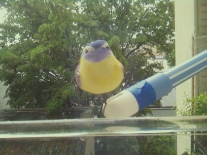 bird_20260510_151825_879_burst0_motion27685_conf0.95_bestbird.jpg