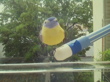bird_20260510_151830_132_burst1_motion27685_conf0.91_bestbird.jpg