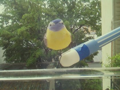 bird_20260510_151834_559_burst2_motion27685_conf0.70_bestbird.jpg