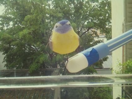 bird_20260510_151838_803_burst3_motion27685_conf0.70_bestbird.jpg