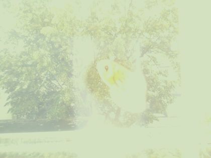 bird_20260512_111346_954_burst0_motion1673_conf0.00_bestnone.jpg