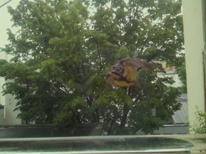 bird_20260514_100248_844_burst1_motion1836_conf0.00_bestnone.jpg