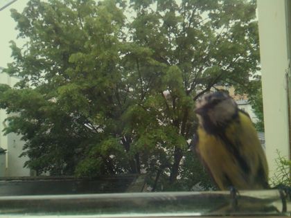 bird_20260514_100253_589_burst2_motion1836_conf0.97_bestbird.jpg