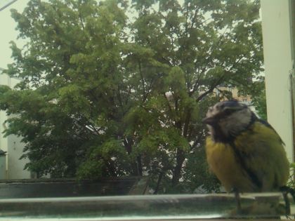 bird_20260514_100258_470_burst3_motion1836_conf1.00_bestbird.jpg