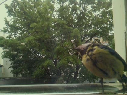 bird_20260514_100303_399_burst4_motion1836_conf1.00_bestbird.jpg