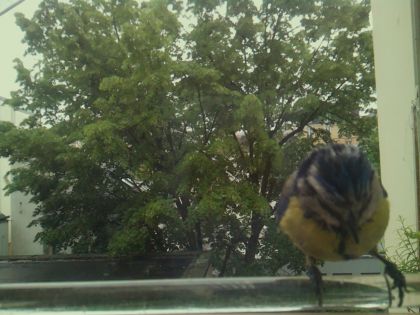 bird_20260514_100308_368_burst5_motion1836_conf0.93_bestbird.jpg