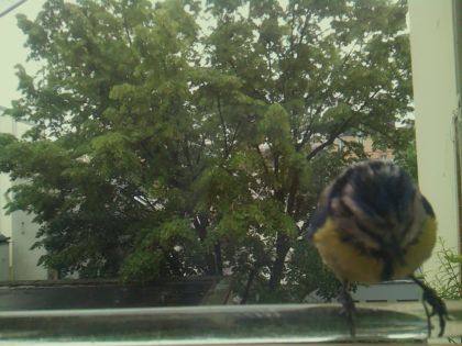 bird_20260514_100313_415_burst6_motion1836_conf0.95_bestbird.jpg