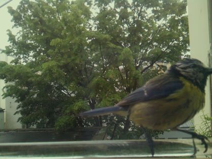 bird_20260514_100318_481_burst7_motion1836_conf1.00_bestbird.jpg