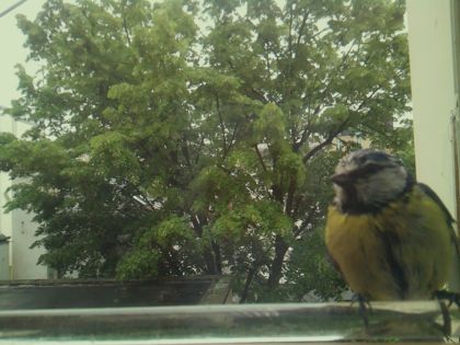 bird_20260514_100501_085_burst1_motion2404_conf1.00_bestbird.jpg