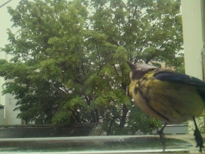 bird_20260514_100505_899_burst2_motion2404_conf1.00_bestbird.jpg