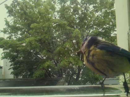 bird_20260514_100510_809_burst3_motion2404_conf0.99_bestbird.jpg
