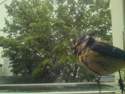 bird_20260514_100520_670_burst5_motion2404_conf1.00_bestbird.jpg