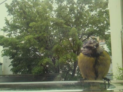 bird_20260514_100542_782_burst1_motion6004_conf0.99_bestbird.jpg