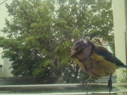 bird_20260514_100547_766_burst2_motion6004_conf1.00_bestbird.jpg
