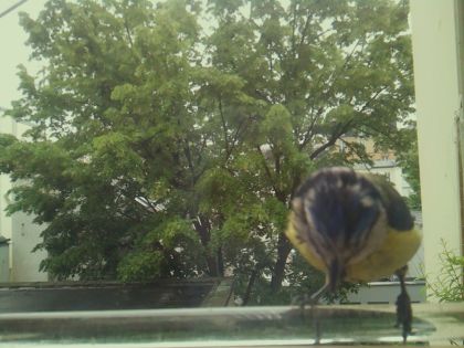 bird_20260514_100552_929_burst3_motion6004_conf0.93_bestbird.jpg