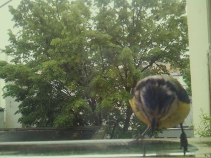 bird_20260514_100558_098_burst4_motion6004_conf0.66_bestbird.jpg
