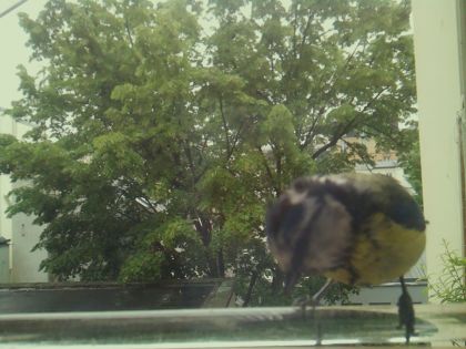 bird_20260514_100608_536_burst6_motion6004_conf0.83_bestbird.jpg
