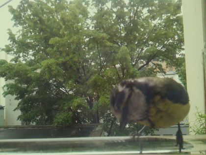 bird_20260514_100613_707_burst7_motion6004_conf0.71_bestbird.jpg