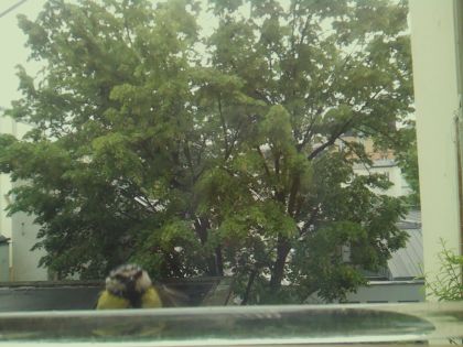 bird_20260514_100717_172_burst0_motion2351_conf0.34_bestpottedplant.jpg