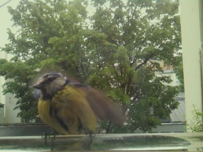 bird_20260514_100721_766_burst1_motion2351_conf0.99_bestbird.jpg