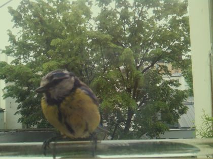 bird_20260514_100726_653_burst2_motion2351_conf1.00_bestbird.jpg