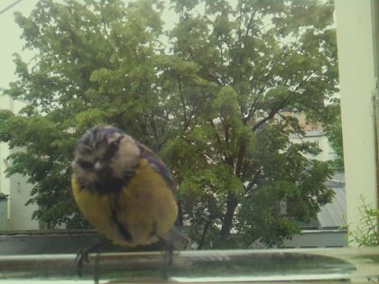bird_20260514_100731_577_burst3_motion2351_conf0.98_bestbird.jpg
