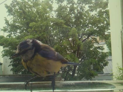 bird_20260514_100736_521_burst4_motion2351_conf0.98_bestbird.jpg