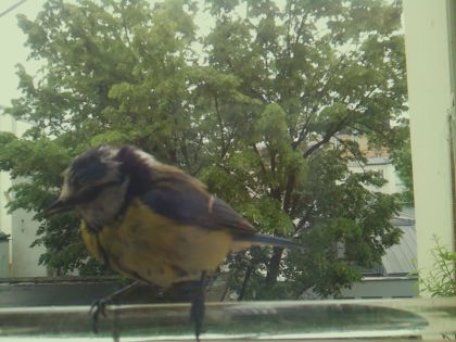 bird_20260514_100741_601_burst5_motion2351_conf0.99_bestbird.jpg