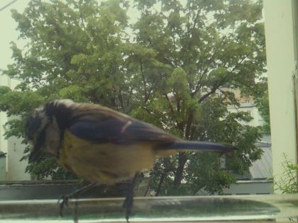 bird_20260514_100746_627_burst6_motion2351_conf0.96_bestbird.jpg
