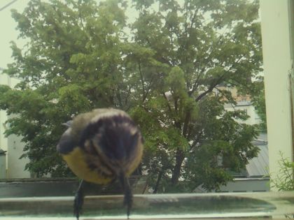 bird_20260514_100751_711_burst7_motion2351_conf0.99_bestbird.jpg