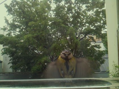 bird_20260514_101507_331_burst1_motion1294_conf0.84_bestcat.jpg
