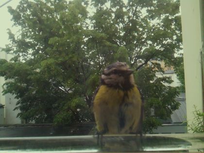 bird_20260514_101512_020_burst2_motion1294_conf0.93_bestbird.jpg