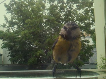 bird_20260514_101516_788_burst3_motion1294_conf0.90_bestbird.jpg