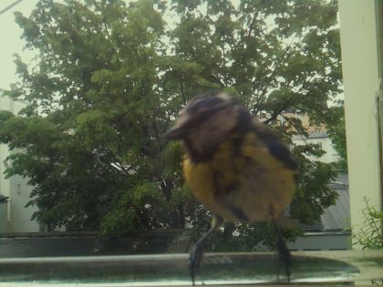 bird_20260514_101521_724_burst4_motion1294_conf0.89_bestbird.jpg