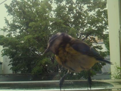 bird_20260514_101526_728_burst5_motion1294_conf0.99_bestbird.jpg