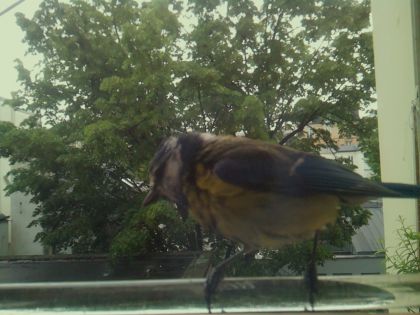 bird_20260514_101531_701_burst6_motion1294_conf0.74_bestbird.jpg