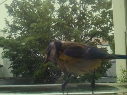 bird_20260514_101536_707_burst7_motion1294_conf0.85_bestbird.jpg