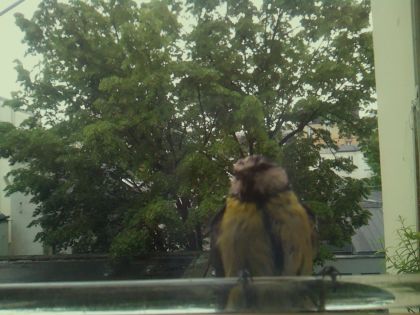 bird_20260514_101622_639_burst0_motion8212_conf0.52_bestcat.jpg