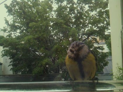 bird_20260514_101627_126_burst1_motion8212_conf0.67_bestbird.jpg