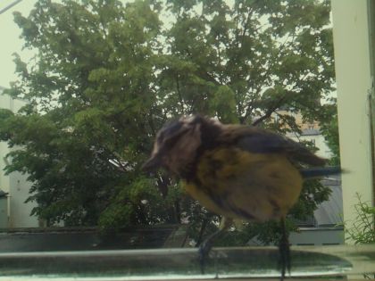 bird_20260514_101631_950_burst2_motion8212_conf1.00_bestbird.jpg