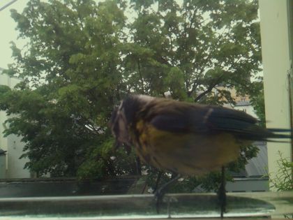 bird_20260514_101636_858_burst3_motion8212_conf0.00_bestnone.jpg