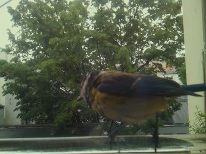 bird_20260514_101646_816_burst5_motion8212_conf0.58_bestbird.jpg