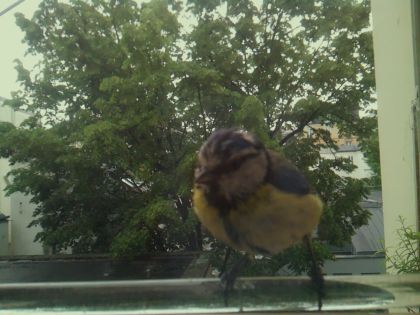 bird_20260514_101651_865_burst6_motion8212_conf0.99_bestbird.jpg