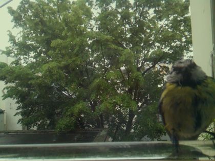 bird_20260514_102049_546_burst1_motion6786_conf1.00_bestbird.jpg