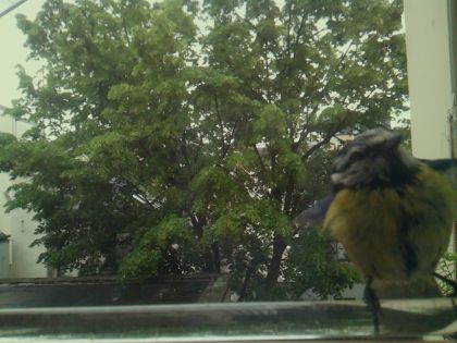 bird_20260514_102054_349_burst2_motion6786_conf0.74_bestcat.jpg