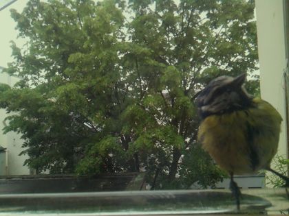 bird_20260514_102059_231_burst3_motion6786_conf0.75_bestbird.jpg
