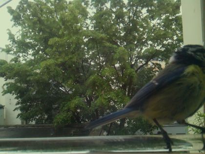 bird_20260514_102104_153_burst4_motion6786_conf0.99_bestbird.jpg