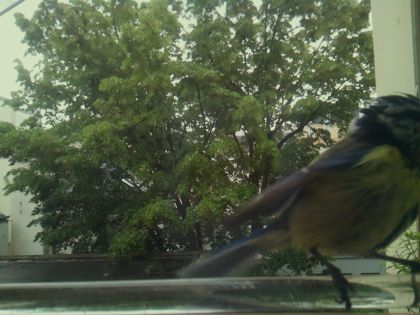 bird_20260514_102109_140_burst5_motion6786_conf0.99_bestbird.jpg