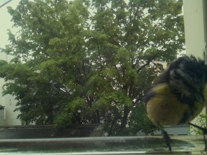 bird_20260514_102114_134_burst6_motion6786_conf0.99_bestbird.jpg